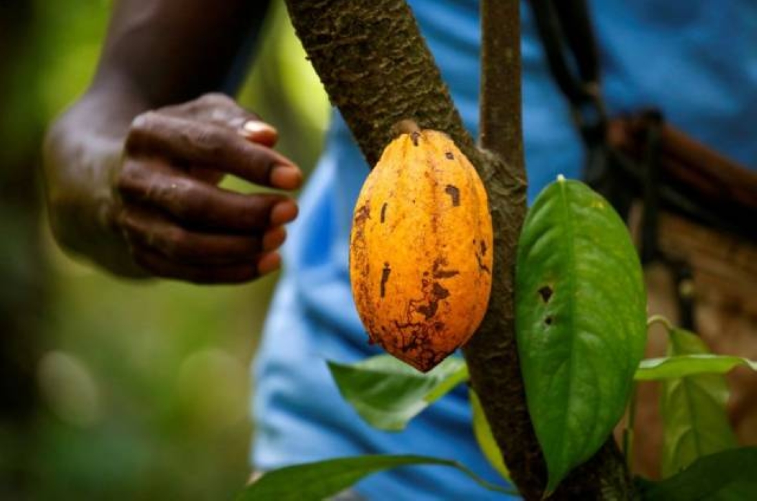 Cocoa crisis