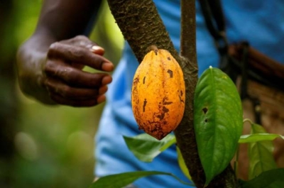 Cocoa crisis