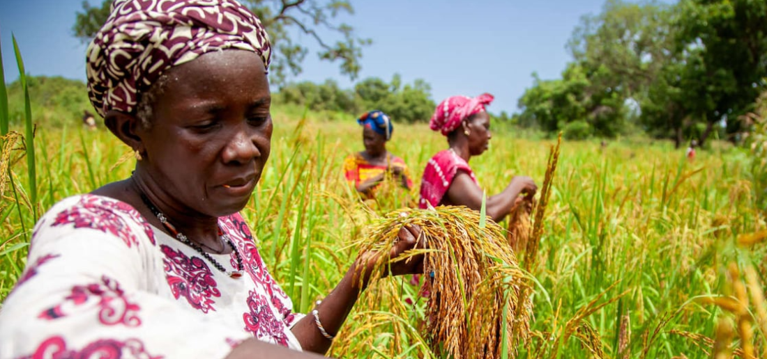 DR Congo. Achieving Food Self-Sufficiency - Powers of Africa